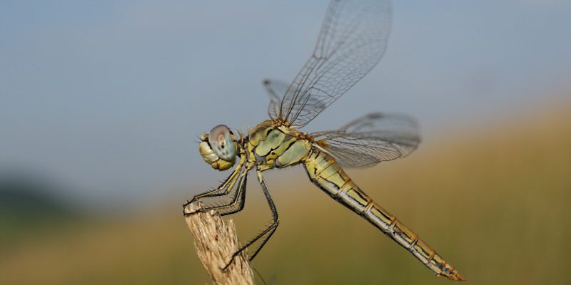 Fauna