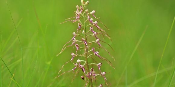 Adriatic-lizard-orchid-vn.jpg