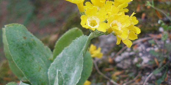 Auricula_v.jpg