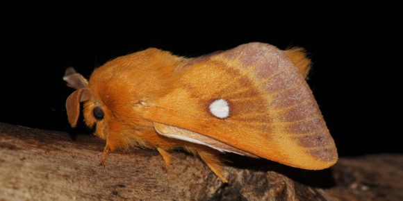 DSC04839-Eriogaster-catax-samček-vn.jpg