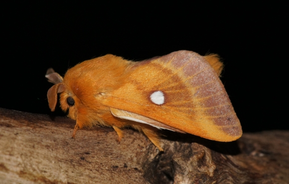DSC04839-Eriogaster-catax-samček-vn.jpg