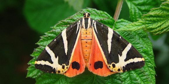DSC08441-Euplagia-quadripunctaria-vn.jpg