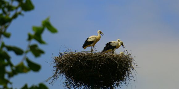 IMG_4513-vn.jpg