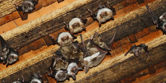 Myotis-myotis-vn.jpg