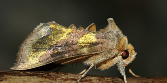 Noćni-leptir-Diachrysia-chrysitis-vn.jpg