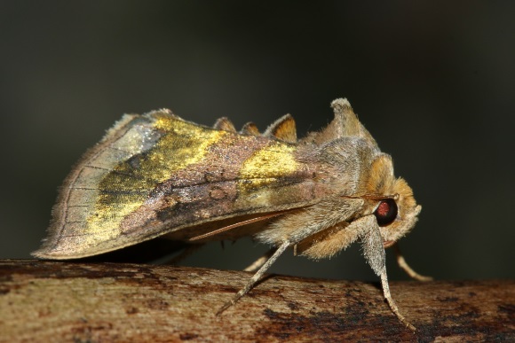 Noćni-leptir-Diachrysia-chrysitis-vn.jpg