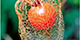 bioraznolikost_thumb.png
