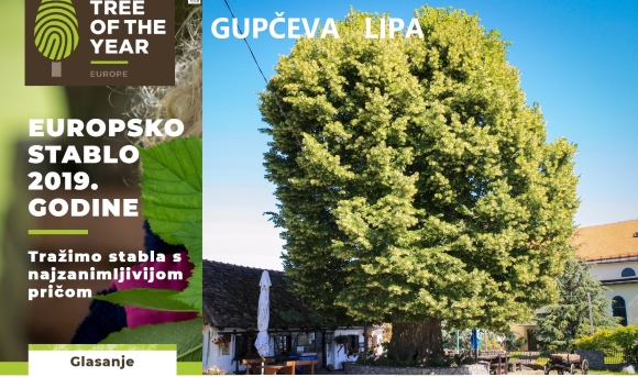 gupčeva-lipa-i-europsko-stablo-vn.jpg