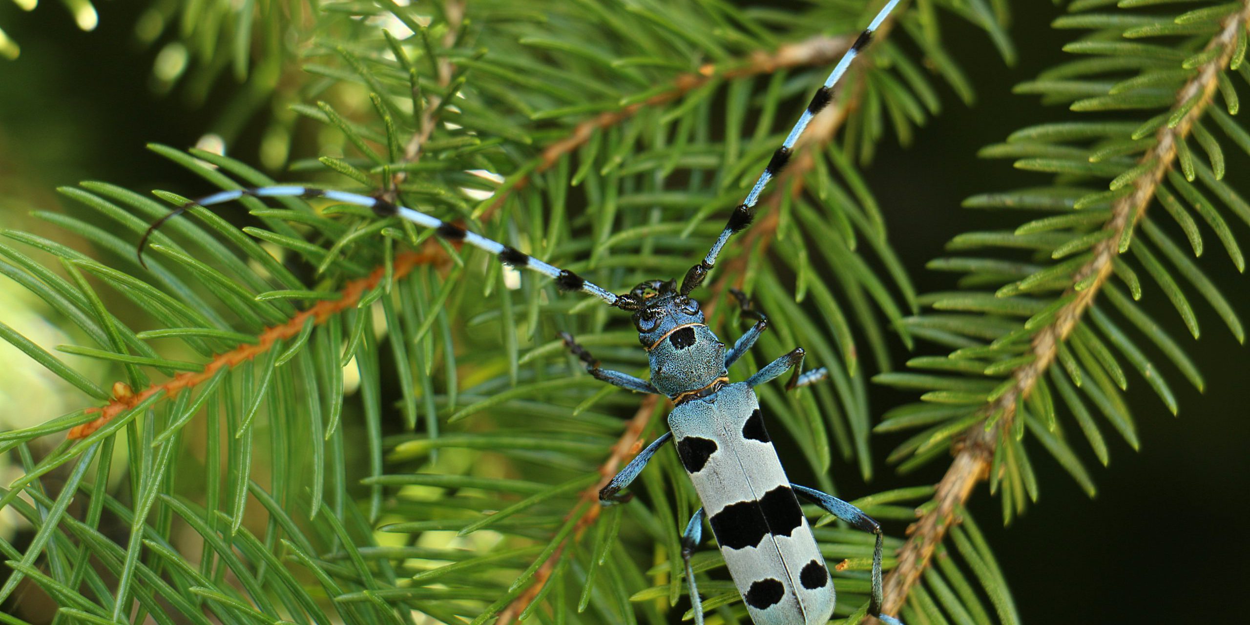 Alpinska strizibuba