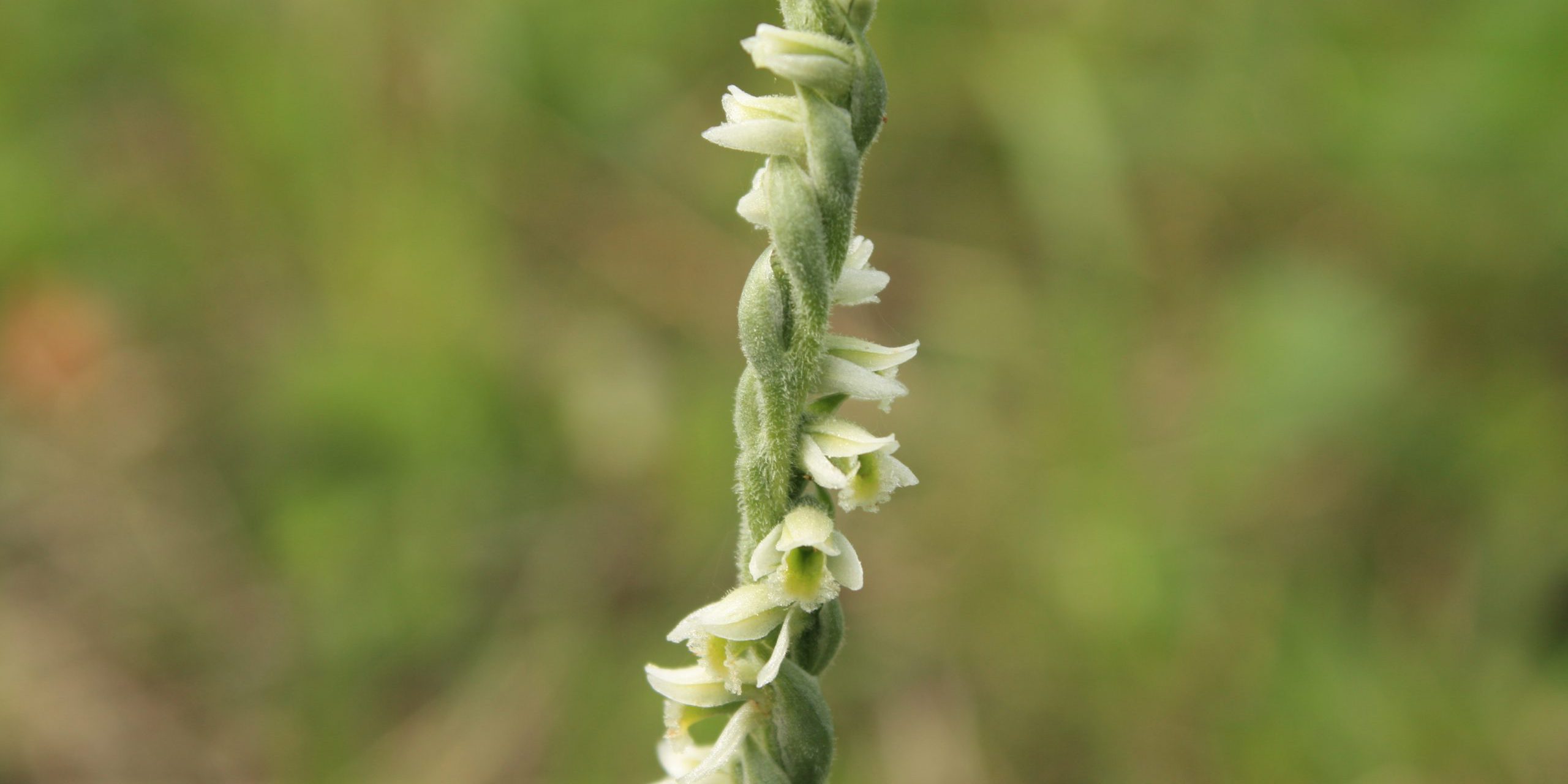 Jesenska zasukica Spiranthes spiralis