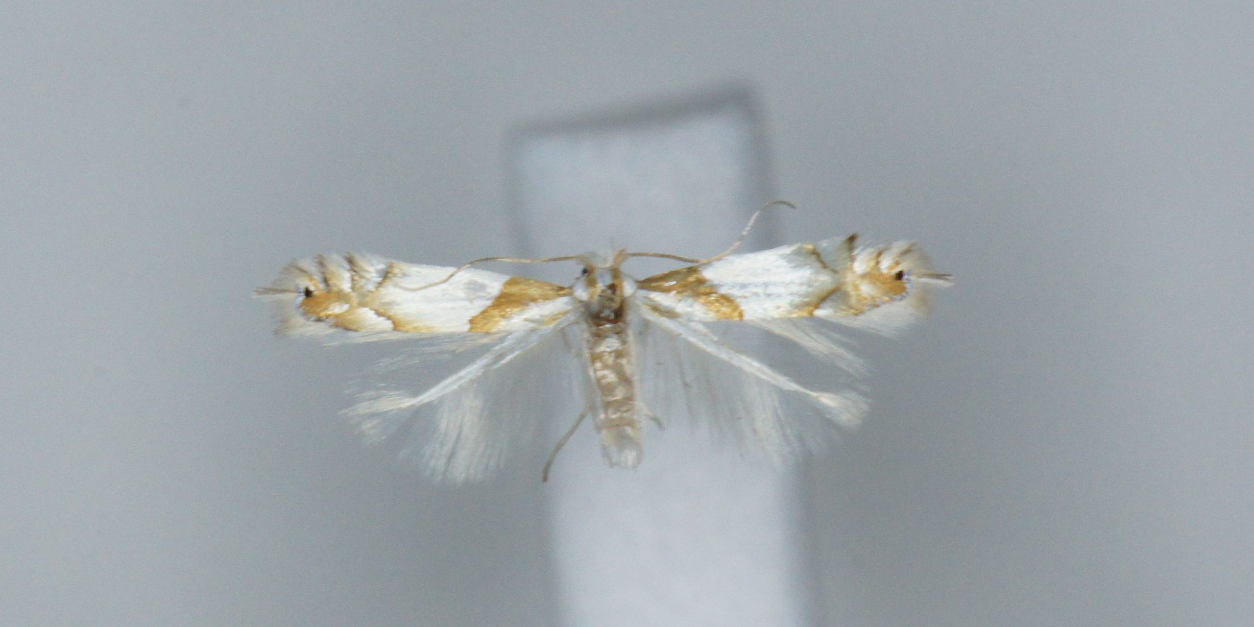 DSC08189 Phyllonorycter roboris