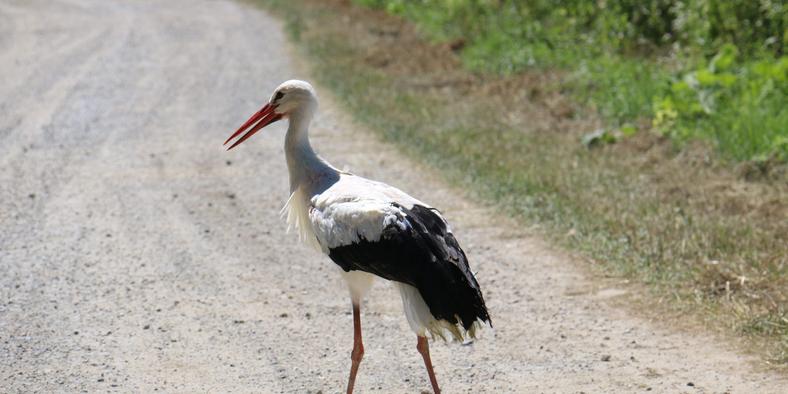 bijela roda