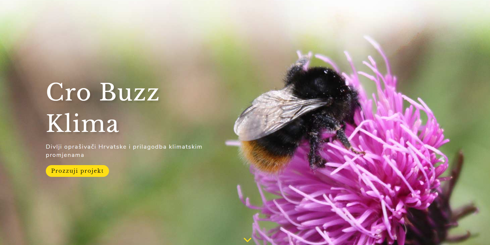 cro buzz klima web