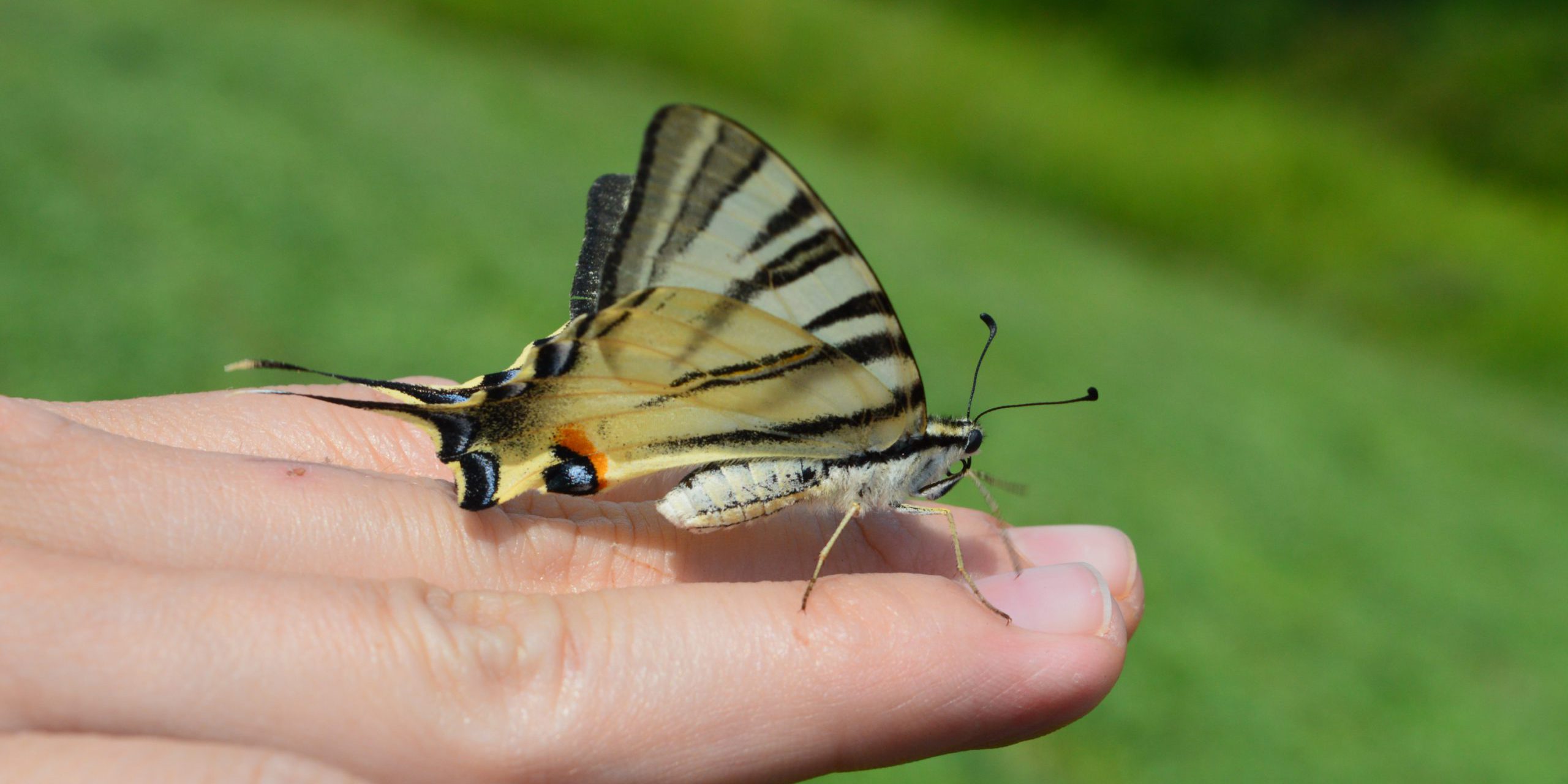 DSC_3959 Iphiclides podalirius Lepidoptera