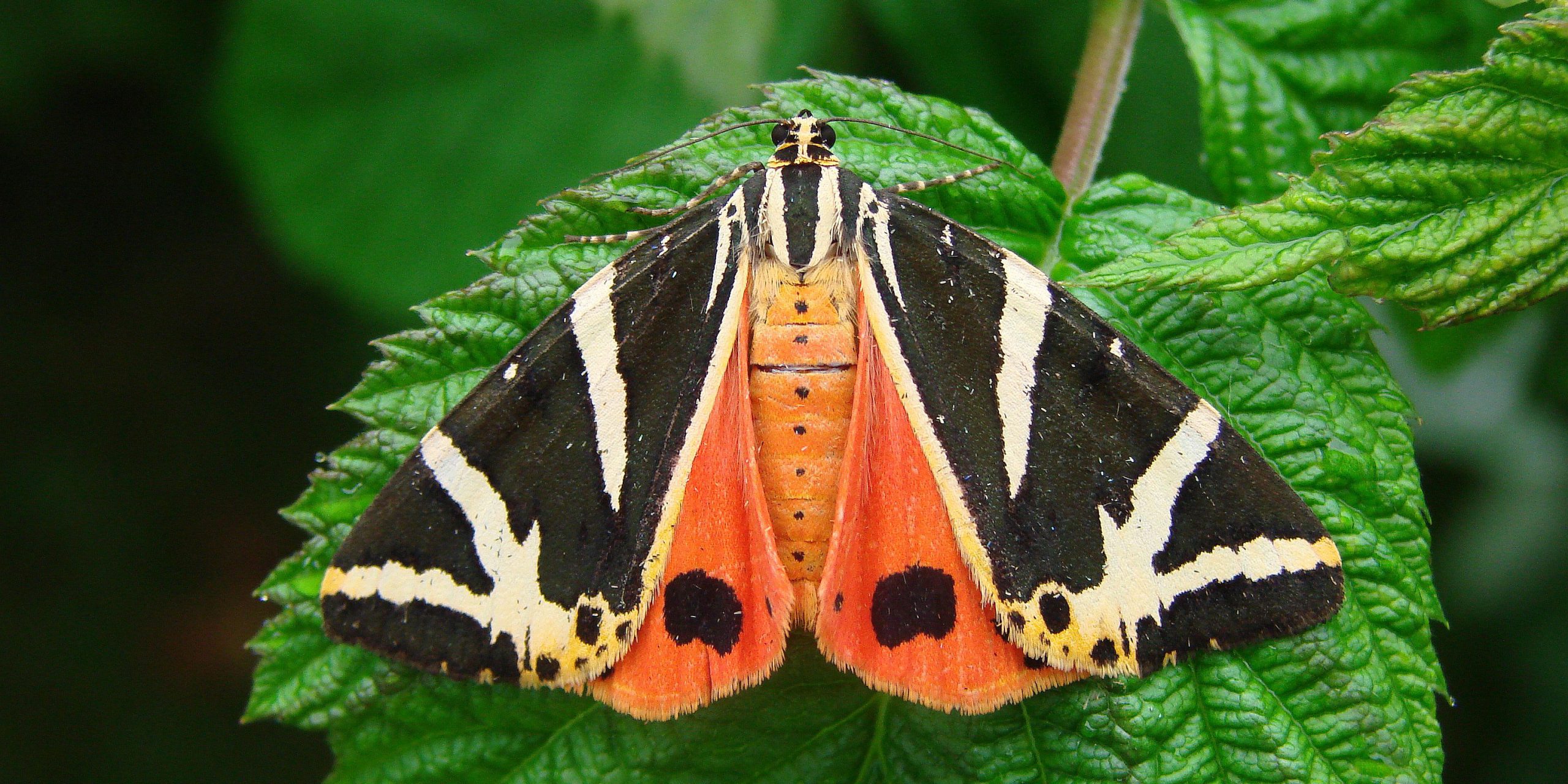 DSC08441 Euplagia quadripunctaria