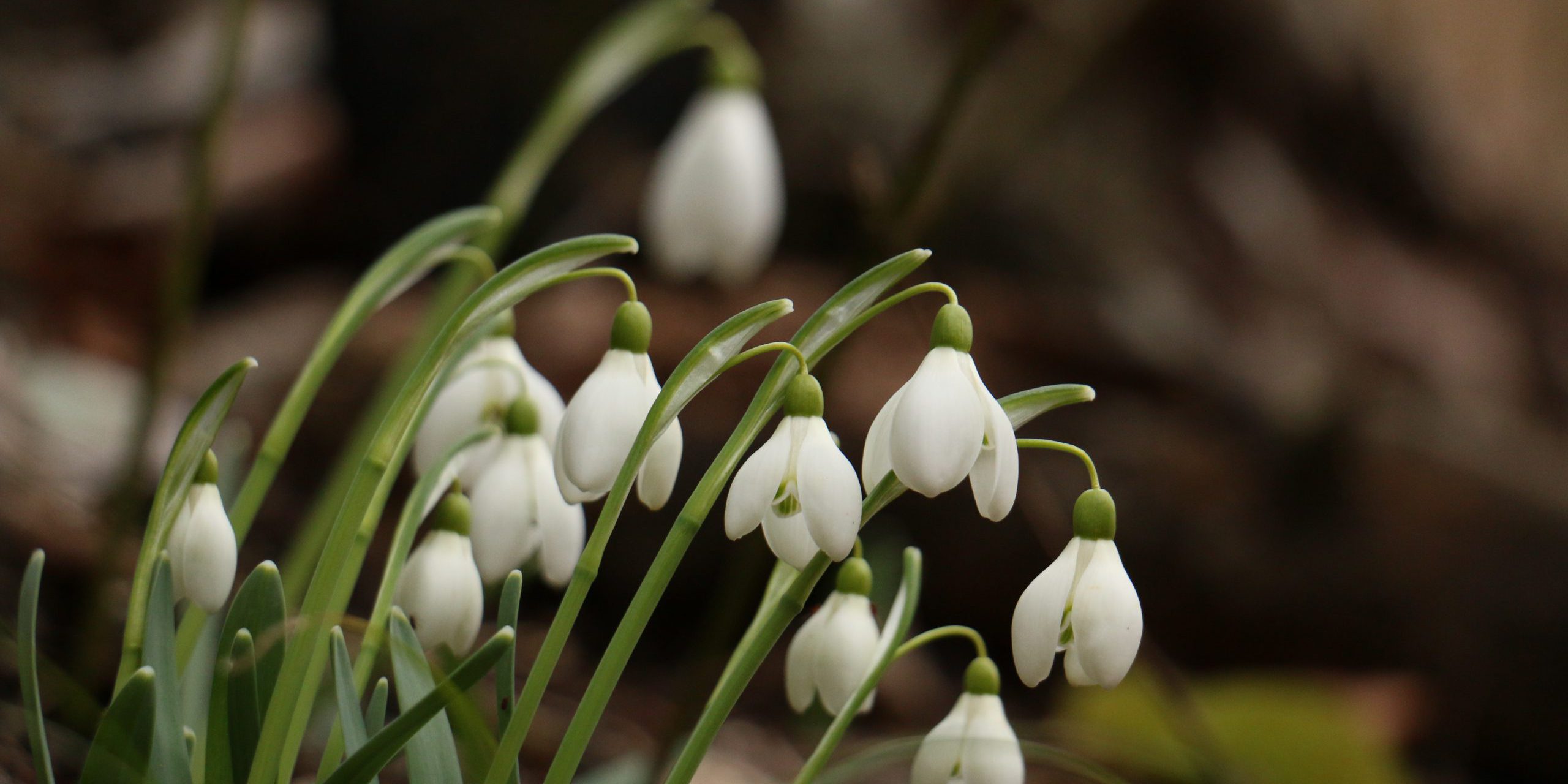 Visibaba (Galanthus nivalis)